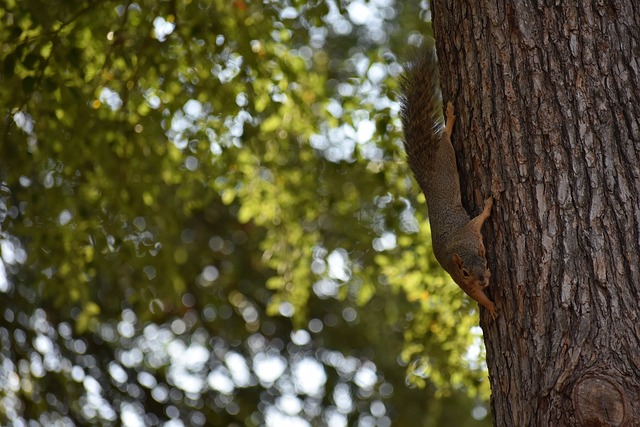 无缘出战皇马!博主:加布里埃尔将伤缺数周,廷伯伤势无碍.